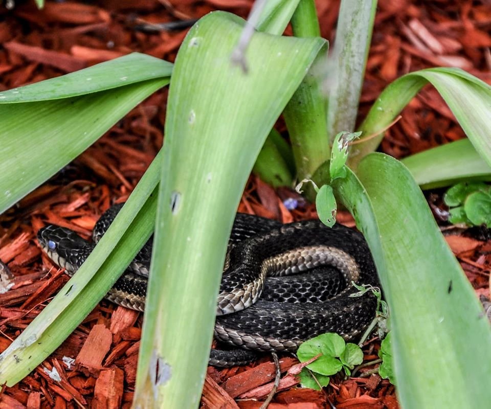 True or false: “Snakes go blind during the dog days of August.” False! Although snakes are not known to shed any more in August than in any other summer month, “shedding blindness” (check out its eyes) is the probable origin of this myth.